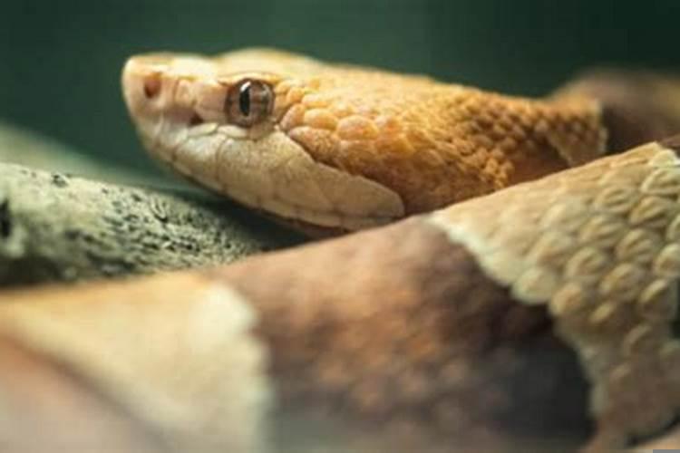 生肖蛇2021年有三喜