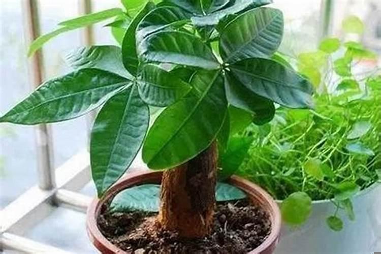 家里养花放在哪里旺财