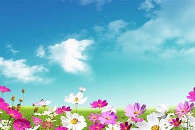 属虎的好还是属猪的好