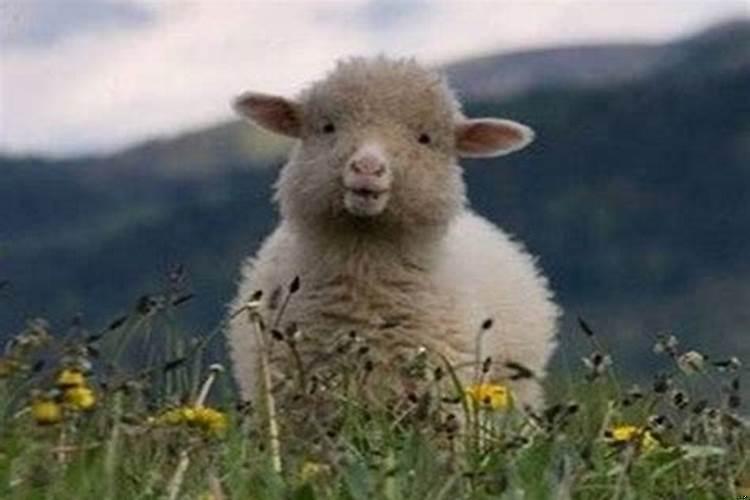 鼠和羊生肖事业合作好吗