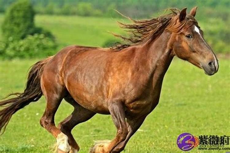 属马的男人什么性格