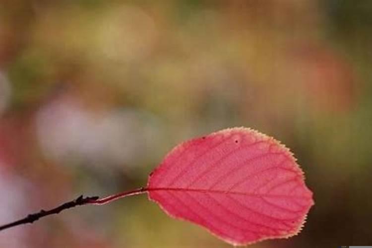 天秤座喜欢一个人会粘人吗