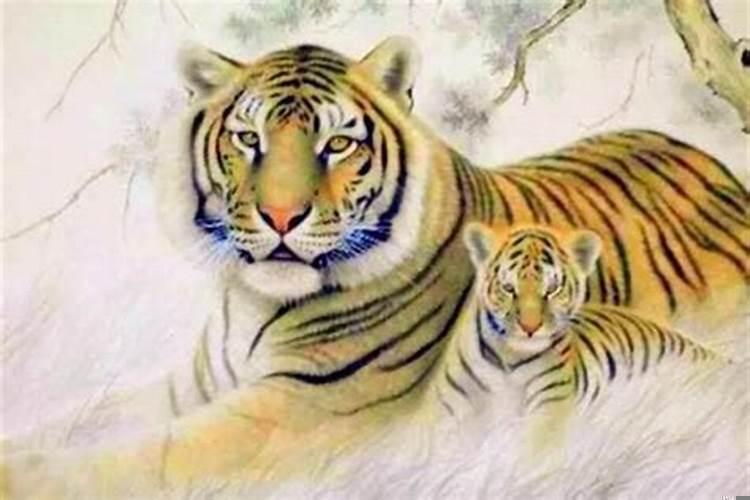 属虎的好还是属猪的好