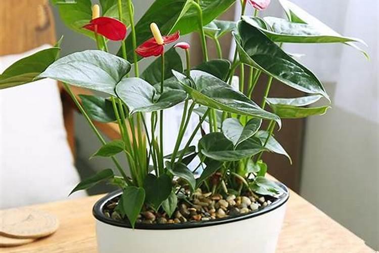 家里什么方位旺女儿