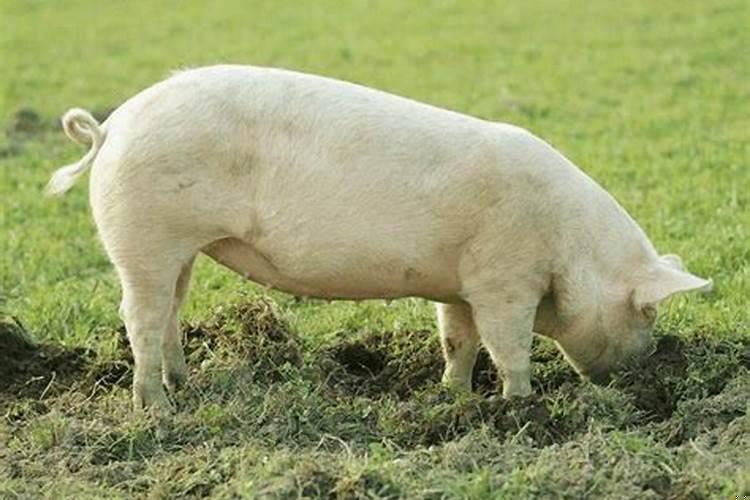 属猪人的晚年宿命