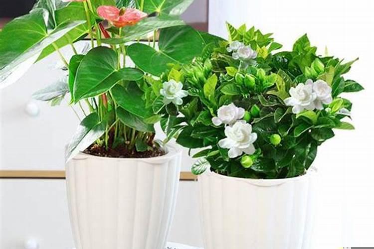 适合室内的绿植有哪些不见太阳的
