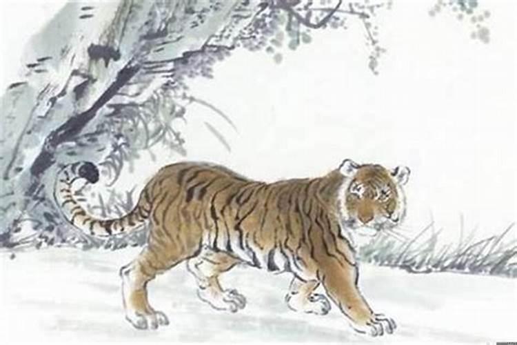 属虎的一生运气和命运