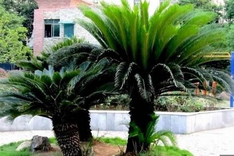 铁树放在哪里风水最好铁