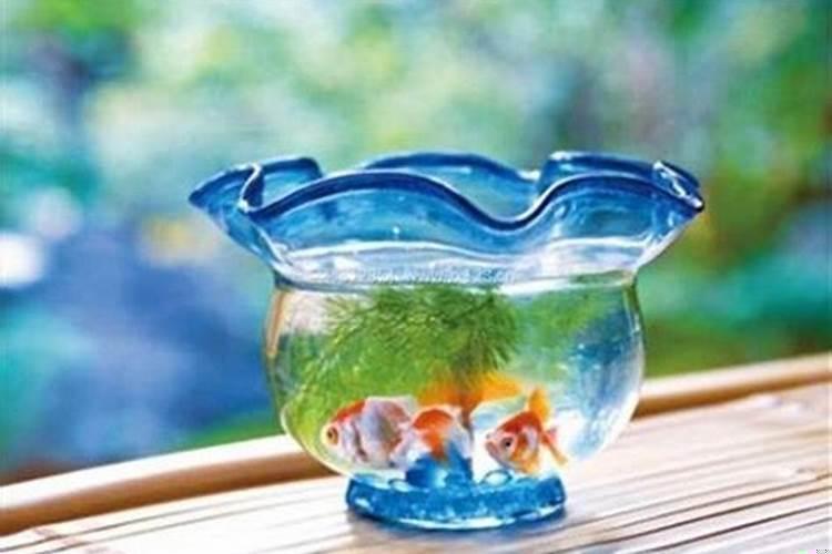 客厅养什么金鱼好