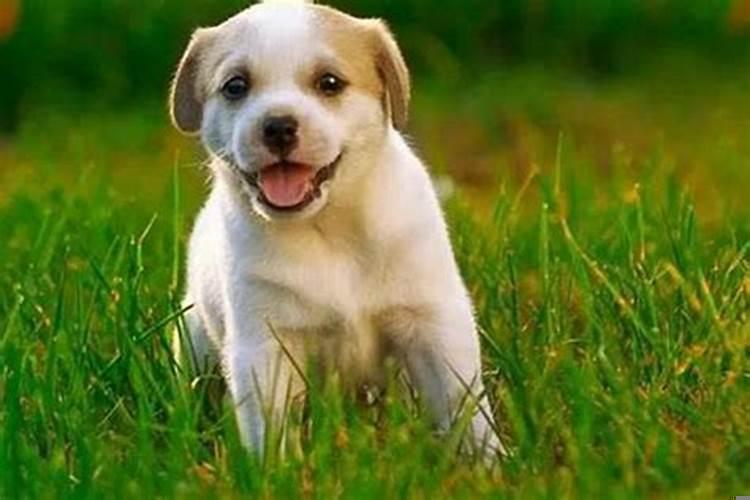 属狗的今年干什么生意赚钱