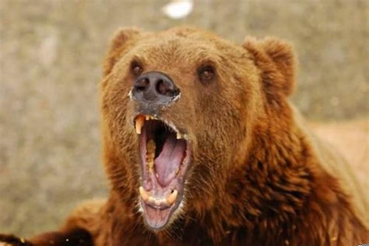 梦见狗熊咬我手