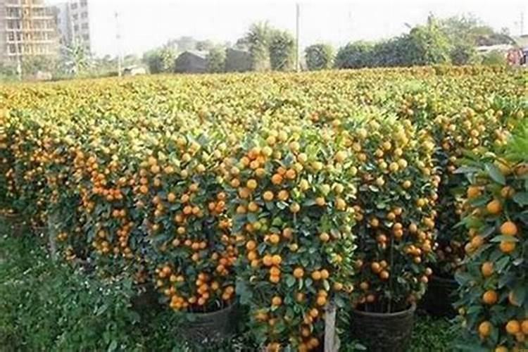 别墅院子里种什么果树风水好