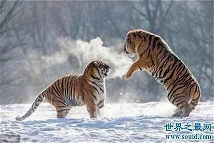 74年的虎寿命多长