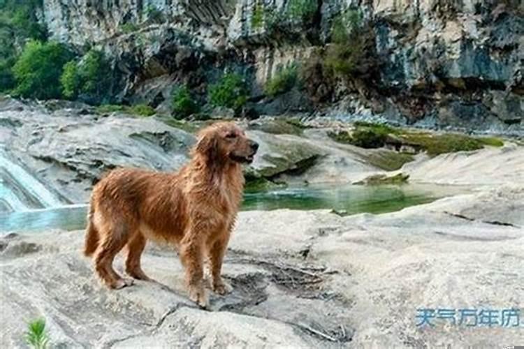 属狗的贵人在什么方向