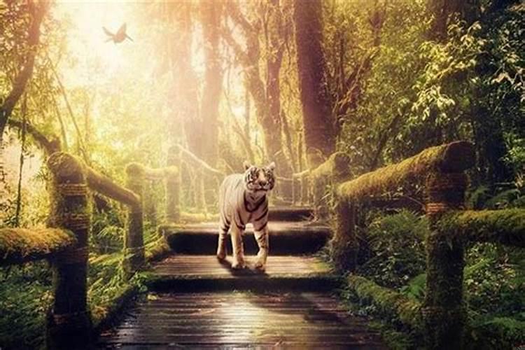 梦见被老虎追怎么回事