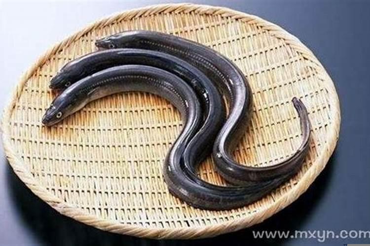 梦见捉了很多鳗鱼