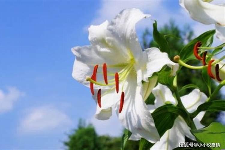 桃花到来的征兆