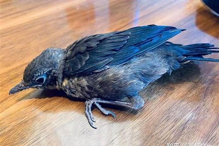 梦到一只受伤的鸟