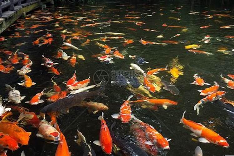 梦见金黄色的鲤鱼在湖里游