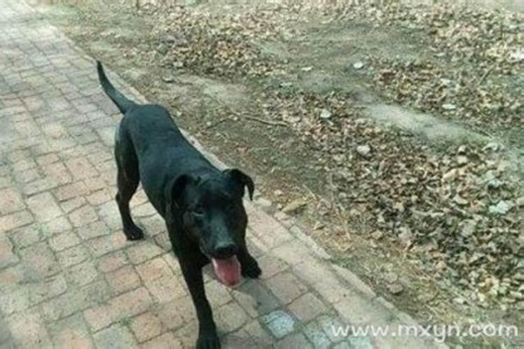 男人梦见狗咬别人是什么预兆