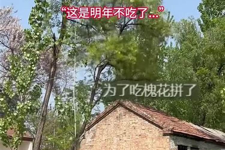 梦见树断了把房子压塌了