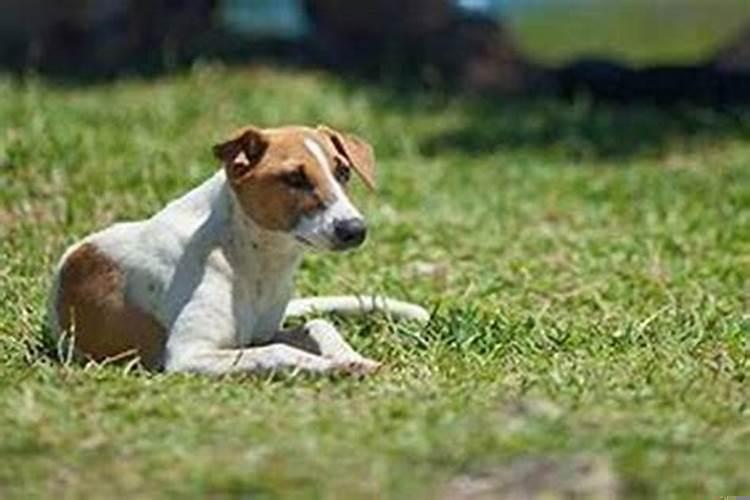 属狗的人什么性格特点