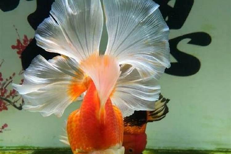 厅里有五个门好不好