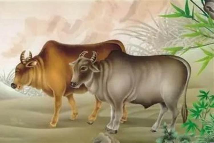 97年属牛男跟97年属牛女配不配