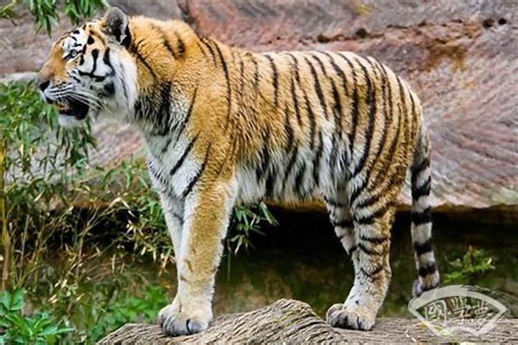 74年的虎寿命多长