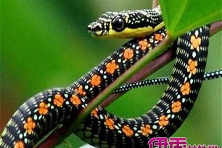 做梦梦到蛇在水里游是什么意思