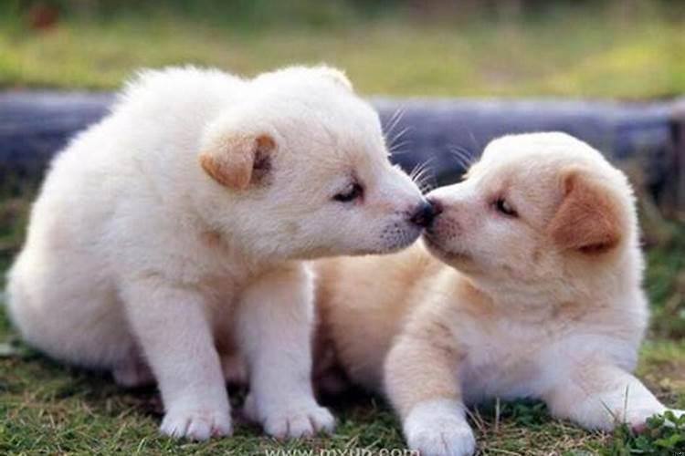 做梦梦见狗是什么寓意