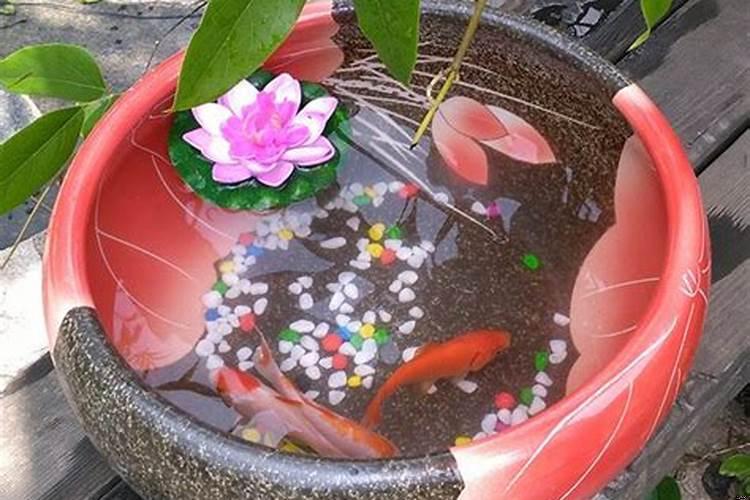 客厅养什么金鱼好