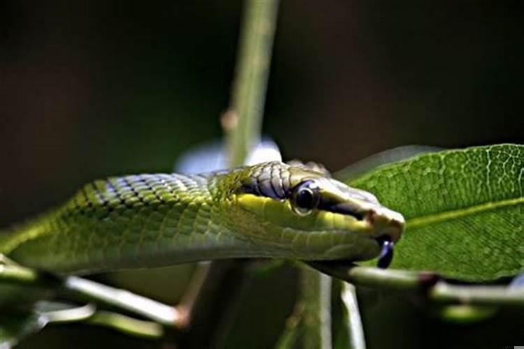 做梦被蛇咬怎么解梦