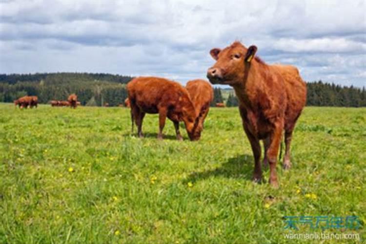 已婚女人梦见两头黄牛