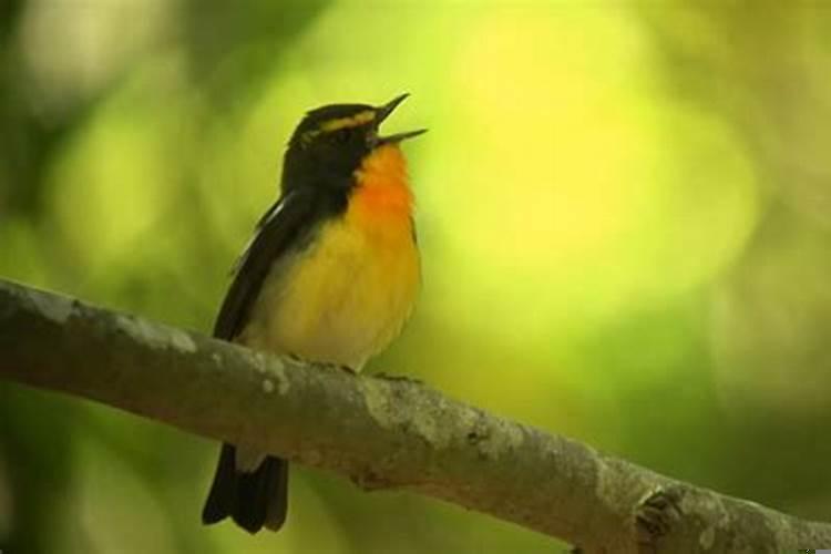 三门有数见八入是什么生肖