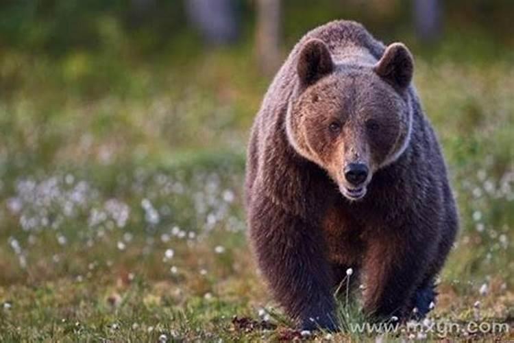 梦见狗熊咬我手