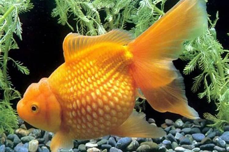 周公解梦孕妇梦见鱼是什么意思