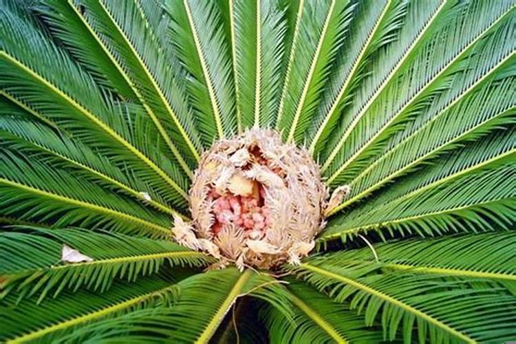 铁树放在哪里风水最好铁