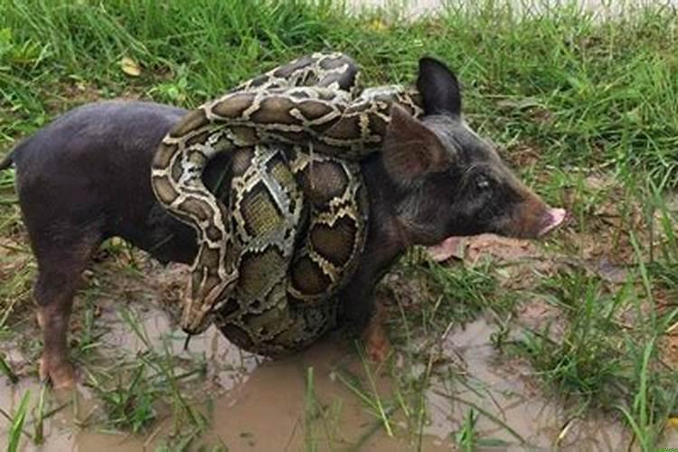 为什么说猪是蛇的克星