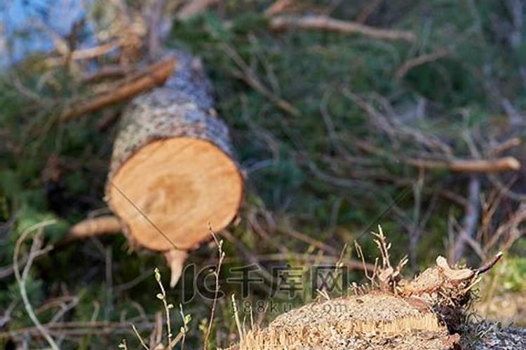 梦见树断了把房子压塌了