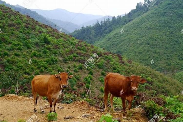 已婚女人梦见两头黄牛