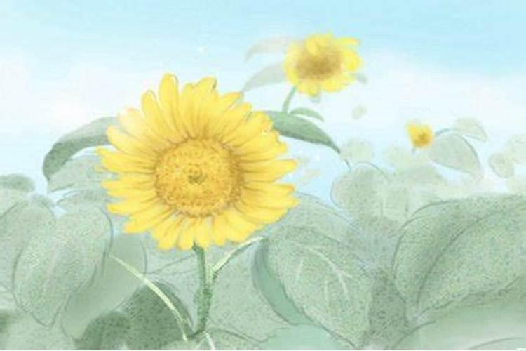 金属花盆能种什么