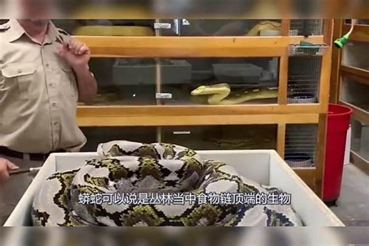 为什么说猪是蛇的克星