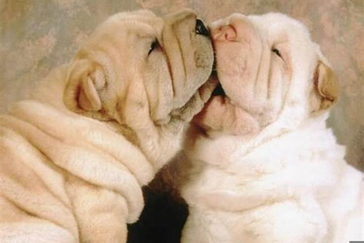 做梦梦见狗是什么寓意