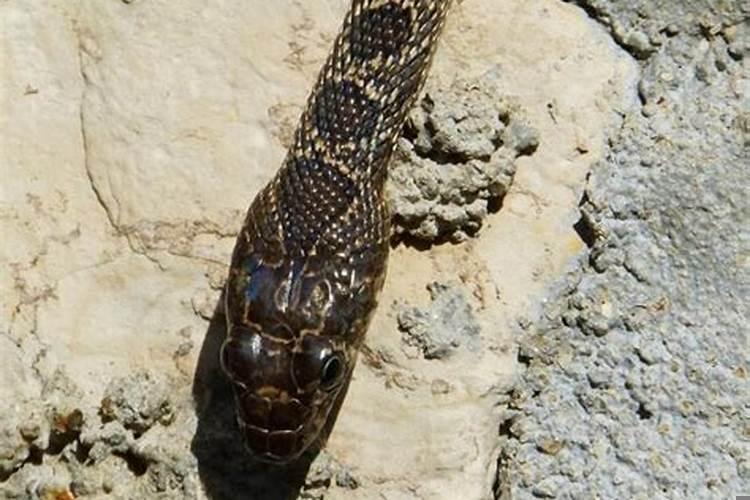 梦见两条黑蛇是什么意思女人