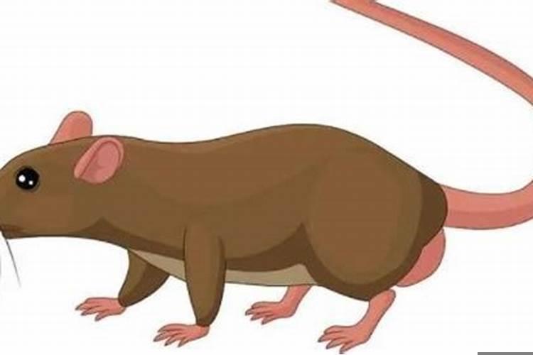 梦见老鼠是有什么征兆被别人打死