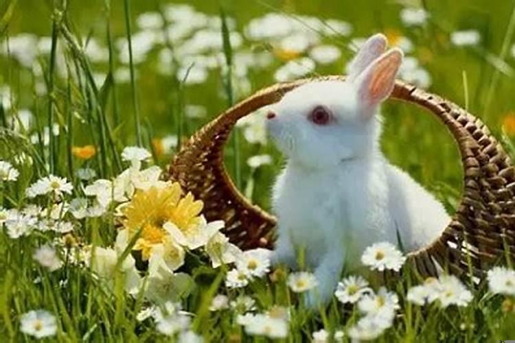 属兔20222年运势及运程