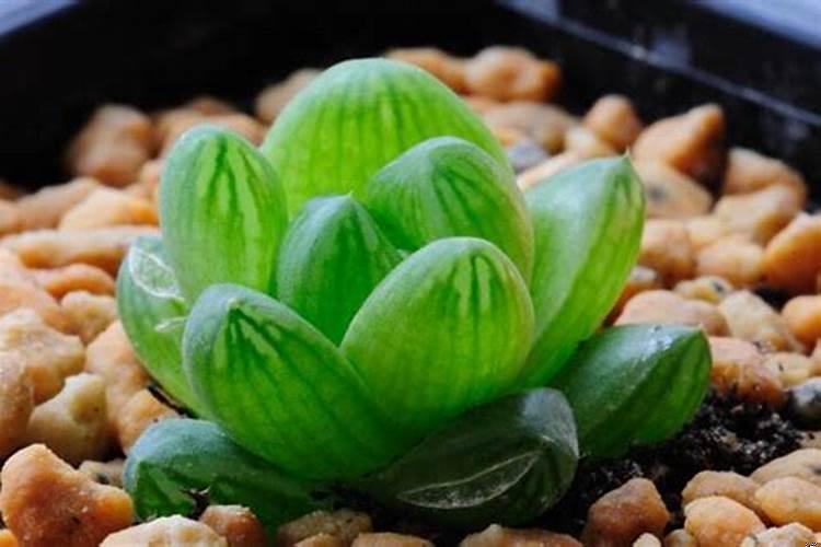 属羊适合摆放什么招财