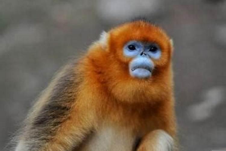 92年属猴最难的几年