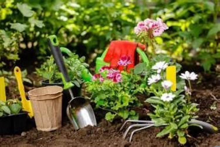 客厅养啥花好聚财